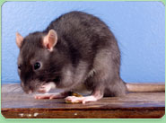 rat control Bellingham