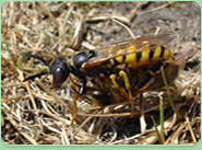 wasp control Bellingham